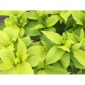Pisonia grandis 'Alba' (Lettuce Tree)