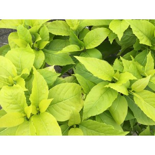 Pisonia grandis 'Alba' (Lettuce Tree)