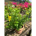 Allamanda cathartica (Golden Trumpet Vine)