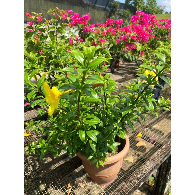 Allamanda cathartica (Golden Trumpet Vine)