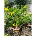 Allamanda cathartica (Golden Trumpet Vine)