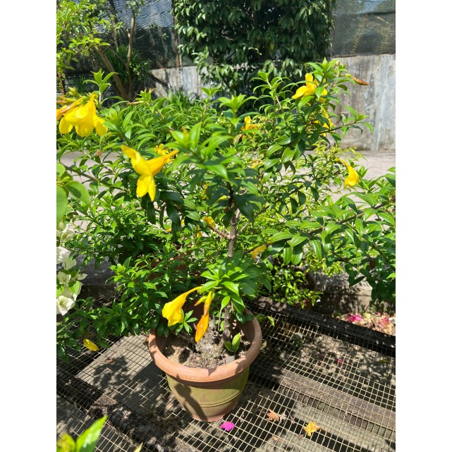 Allamanda cathartica (Golden Trumpet Vine)
