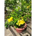 Allamanda cathartica (Golden Trumpet Vine)