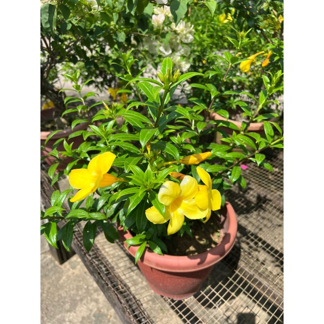 Allamanda cathartica (Golden Trumpet Vine)