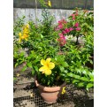 Allamanda cathartica (Golden Trumpet Vine)
