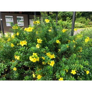 Allamanda cathartica (Golden Trumpet Vine)