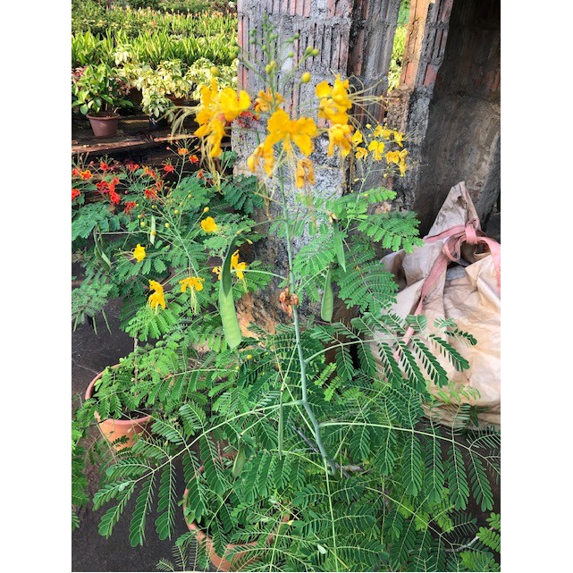 Caesalpinia pulcherrima (Peacock Flower)