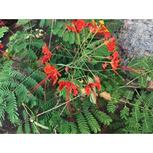 Caesalpinia pulcherrima (Peacock Flower)