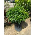 Tabernaemontana divaricata (dwarf)