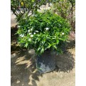 Tabernaemontana divaricata (dwarf)