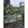 Plumeria rubra cultivars (Frangipani)