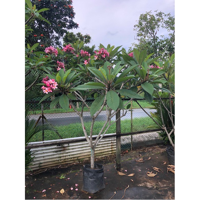 Plumeria rubra cultivars (Frangipani)