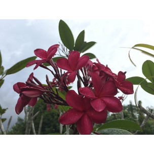 Plumeria rubra cultivars (Frangipani)