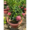 Ixora 'Dwarf Pink'