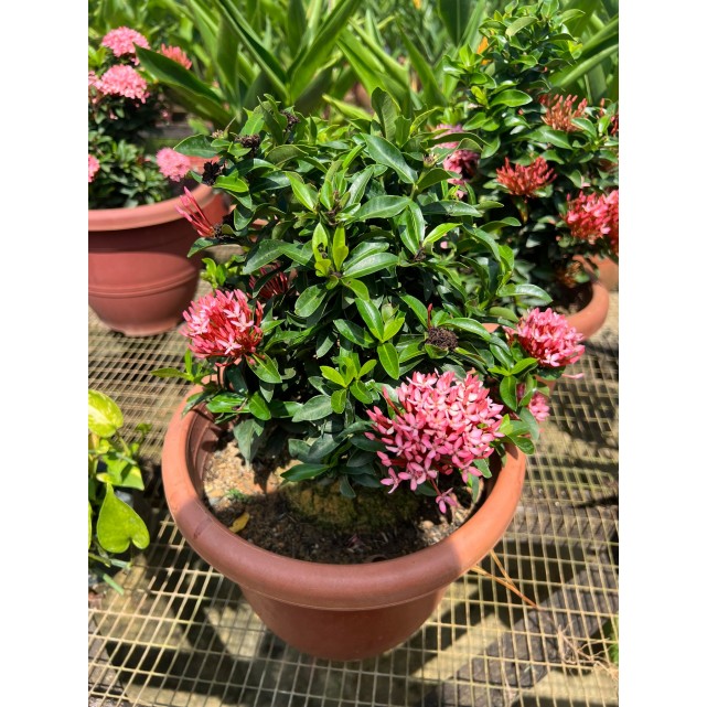 Ixora 'Dwarf Pink'