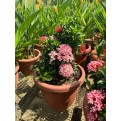 Ixora 'Dwarf Pink'