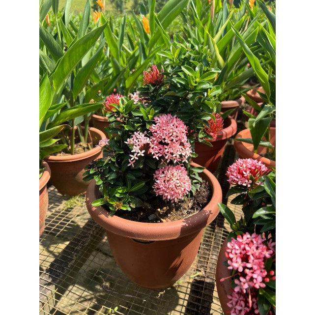 Ixora 'Dwarf Pink'