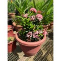 Ixora 'Dwarf Pink'