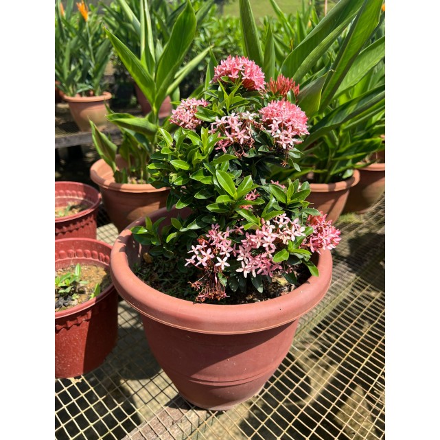 Ixora 'Dwarf Pink'