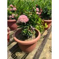 Ixora 'Dwarf Pink'