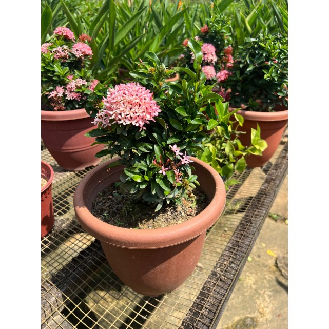 Ixora 'Dwarf Pink'