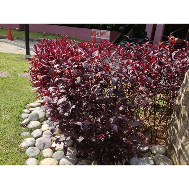 Pseuderanthenum 'Jessica'