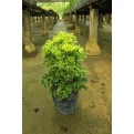 Polyscias fruticosa (Dwarf) (Parsley Panax)