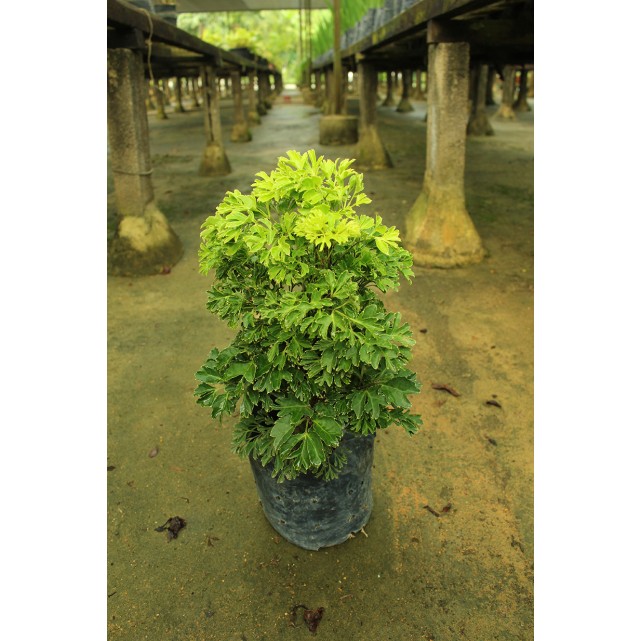 Polyscias fruticosa (Dwarf) (Parsley Panax)