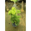 Polyscias fruticosa (Dwarf) (Parsley Panax)