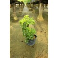 Polyscias fruticosa (Dwarf) (Parsley Panax)