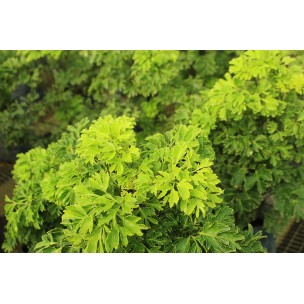 Polyscias fruticosa (Dwarf) (Parsley Panax)