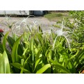 Hymenocallis speciosa (Spider Lily)