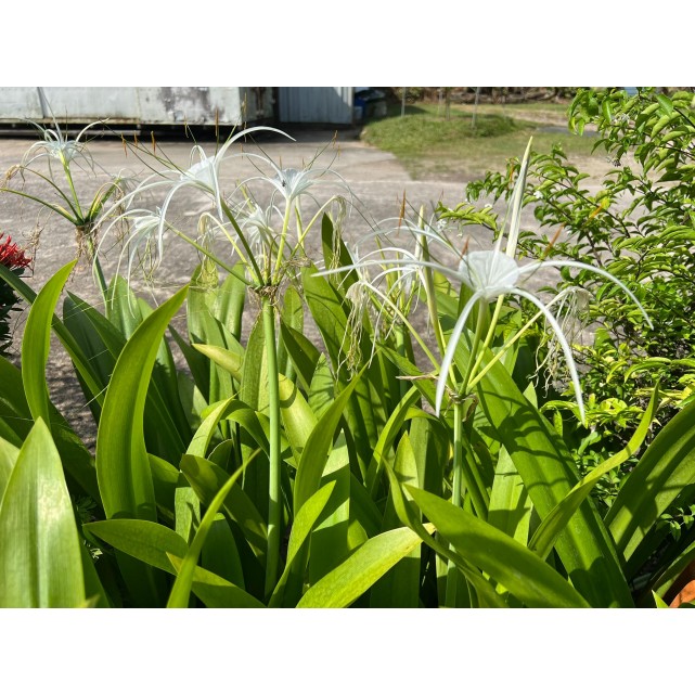 Hymenocallis speciosa (Spider Lily)