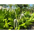 Hymenocallis speciosa (Spider Lily)