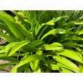 Hymenocallis speciosa (Spider Lily)