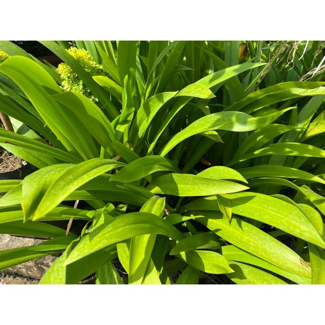 Hymenocallis speciosa (Spider Lily)