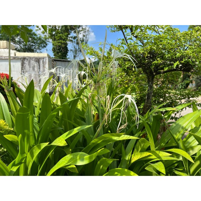 Hymenocallis speciosa (Spider Lily)