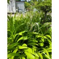 Hymenocallis speciosa (Spider Lily)