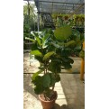 Ficus lyrata (Fiddle-leaf Fig)