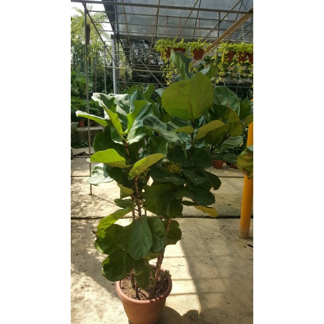 Ficus lyrata (Fiddle-leaf Fig)