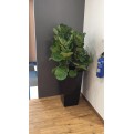 Ficus lyrata (Fiddle-leaf Fig)