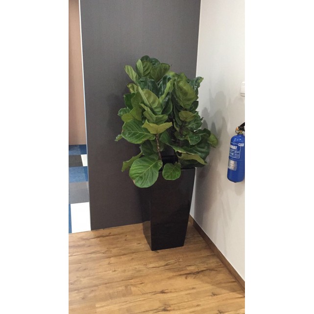 Ficus lyrata (Fiddle-leaf Fig)