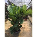 Ficus lyrata (Fiddle-leaf Fig)