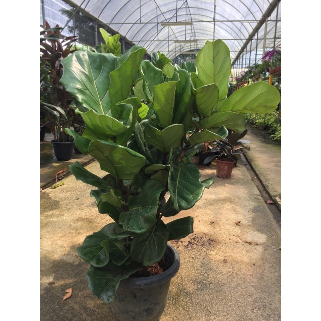 Ficus lyrata (Fiddle-leaf Fig)
