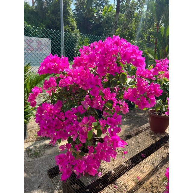 Bougainvillea 'Mary Palmer'