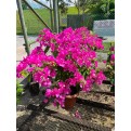 Bougainvillea 'Mary Palmer'