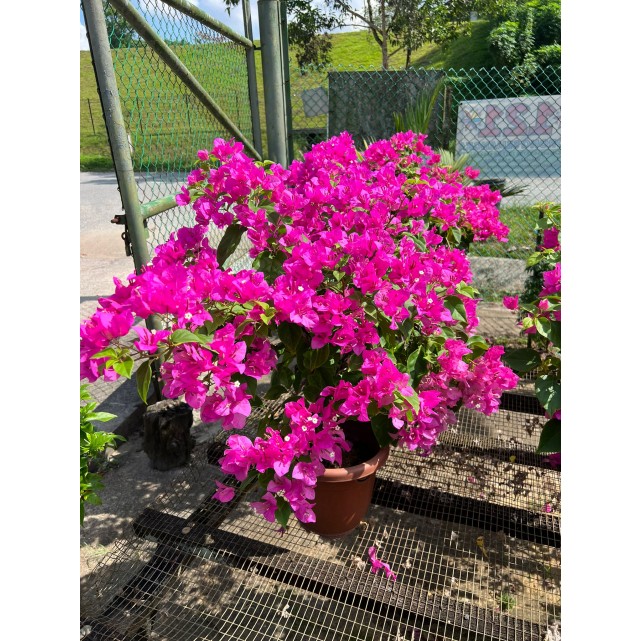 Bougainvillea 'Mary Palmer'