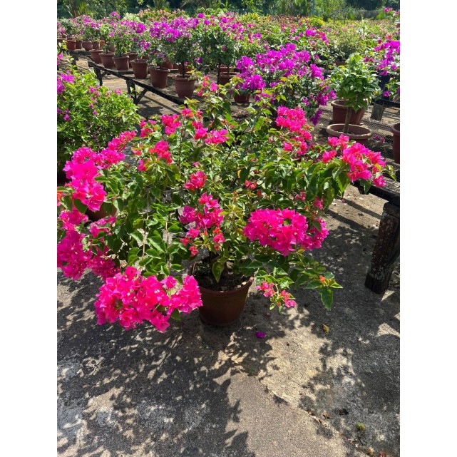 Bougainvillea 'Mary Palmer'
