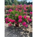 Bougainvillea 'Mary Palmer'
