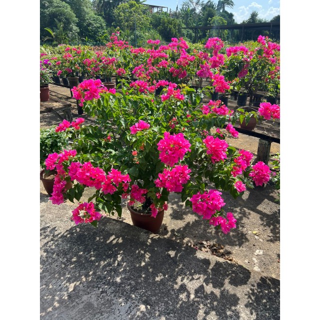 Bougainvillea 'Mary Palmer'